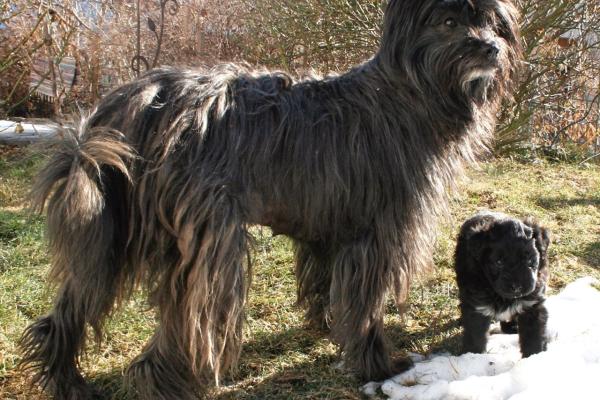 Caline uberwacht alles